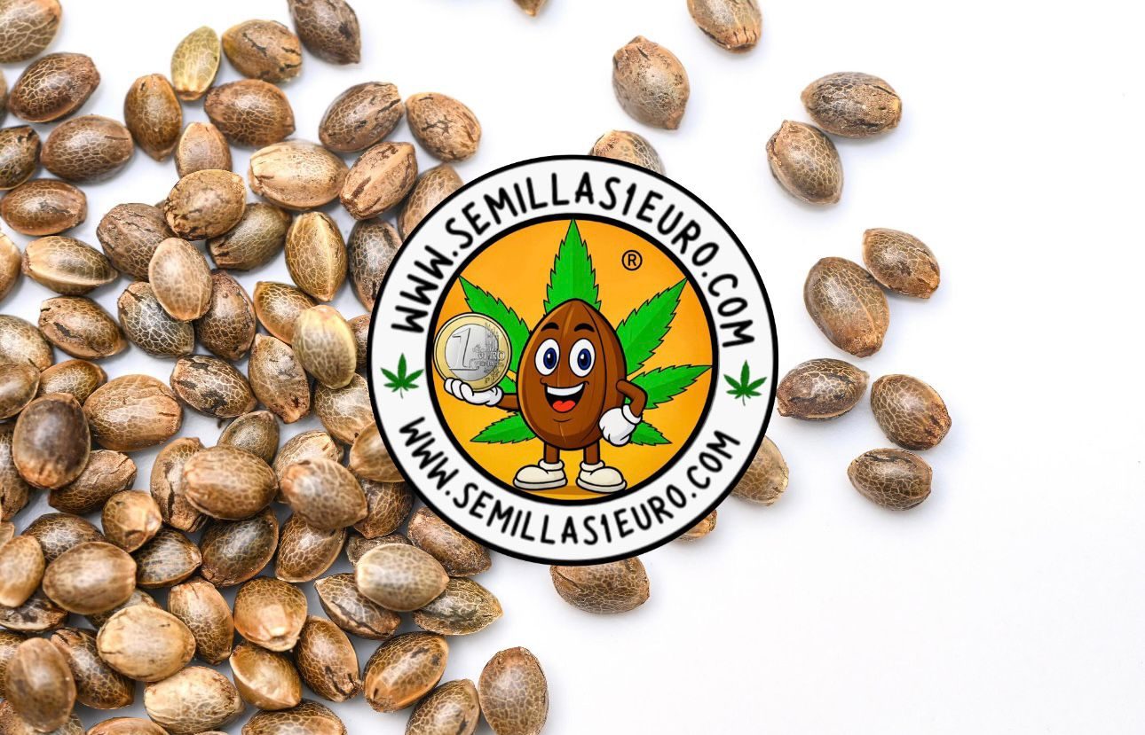 Semillas de marihuana a granel más productivas en Semillas1euro Semillas de marihuana a granel más productivas, feminizadas y autoflorecientes para interior y exterior