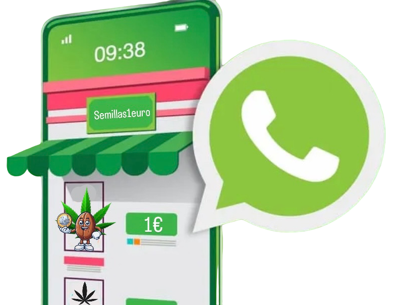 Compra tus semillas de marihuana feminizadas y autoflorecientes a través de WhatsApp fácilmente